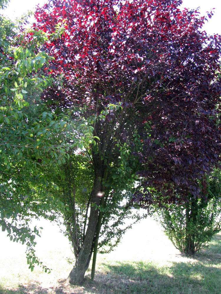 Изображение особи Prunus cerasifera var. pissardii.