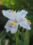 Iris japonica