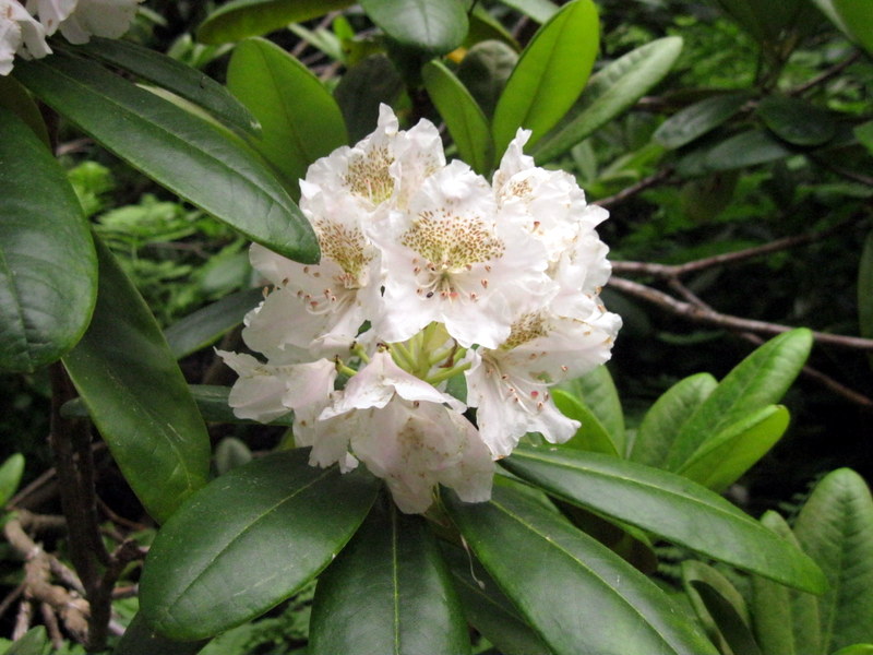 Изображение особи Rhododendron brachycarpum.