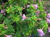 Mirabilis jalapa