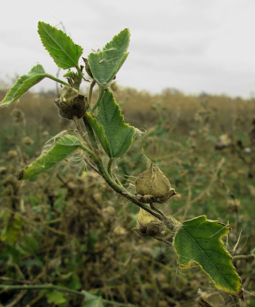 Изображение особи Althaea officinalis.