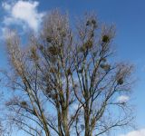 Populus deltoides