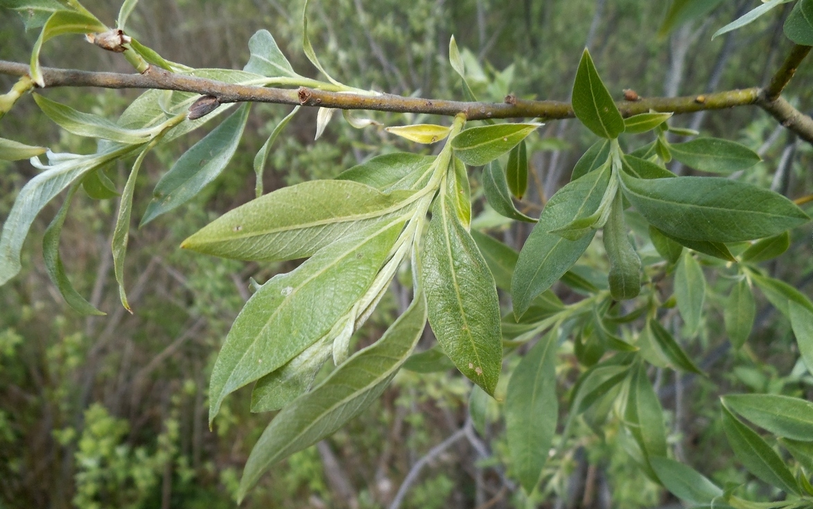 Изображение особи Salix &times; smithiana.