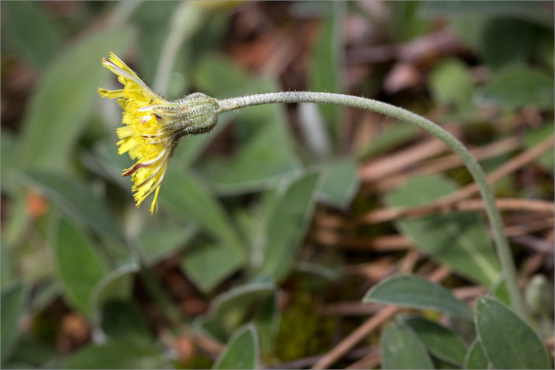 Изображение особи Pilosella officinarum.