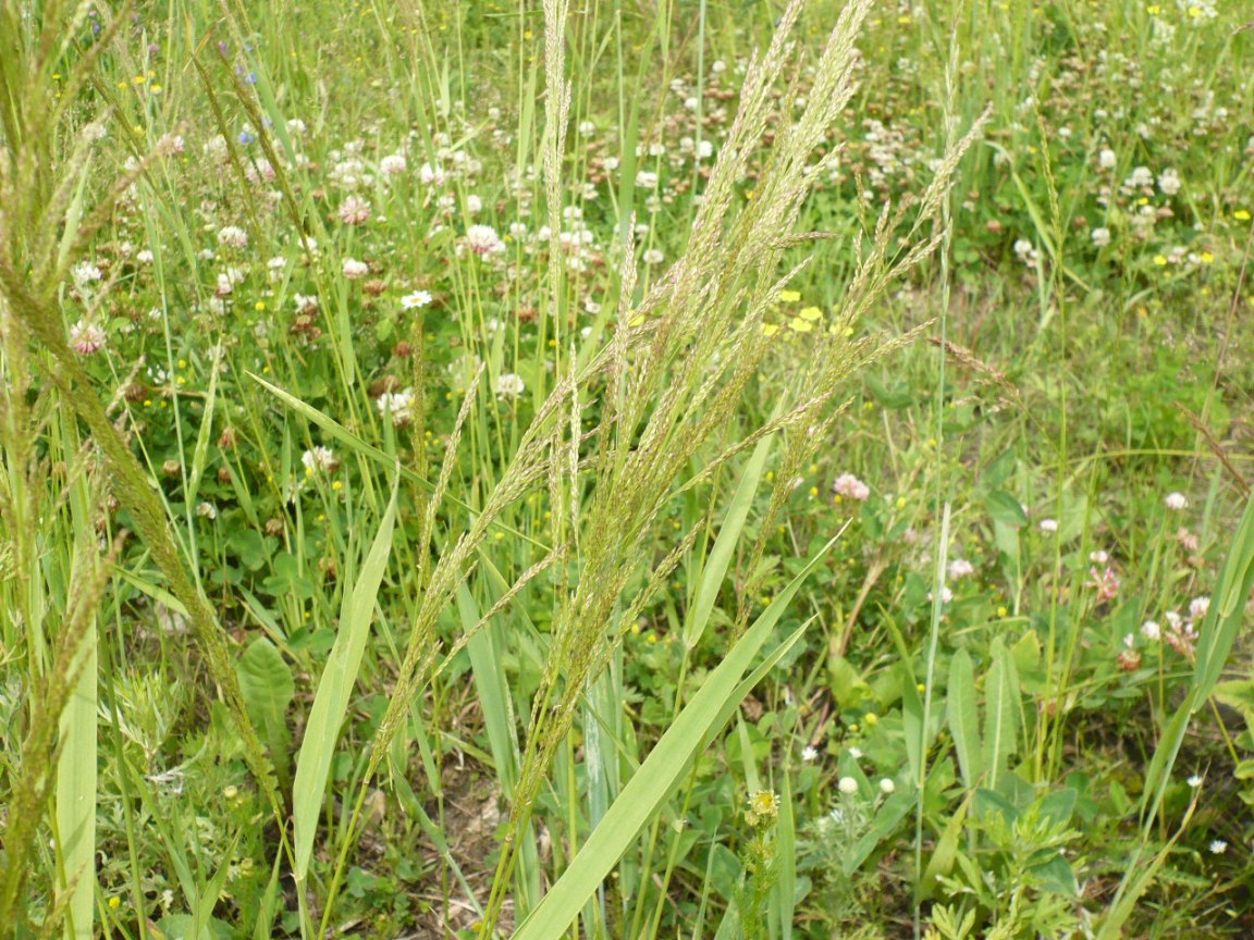 Изображение особи Agrostis gigantea.