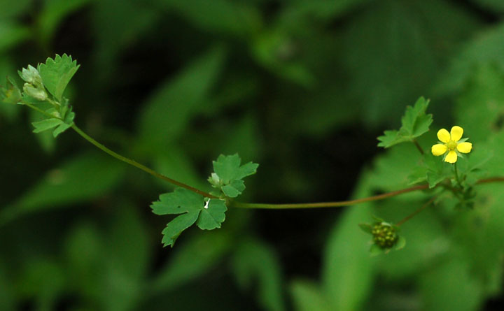 Image of Potentilla centigrana specimen.