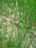 Polygonum aviculare