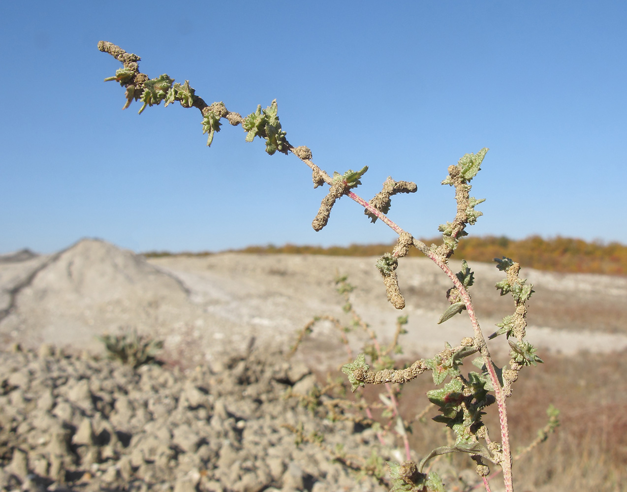 Image of genus Atriplex specimen.