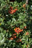 Pyracantha coccinea. Плоды и листья. Черногория, г. Будва, в уличном озеленении. 13.10.2014.