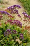 Limonium perezii