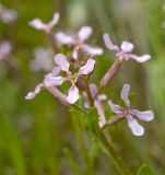 Chorispora tenella. Верхушка цветущего растения. Кыргызстан, река Кекемерен. 4 мая 2015 г.