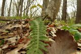 Polypodium vulgare