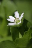 Stellaria neglecta