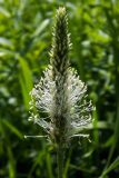 Plantago media