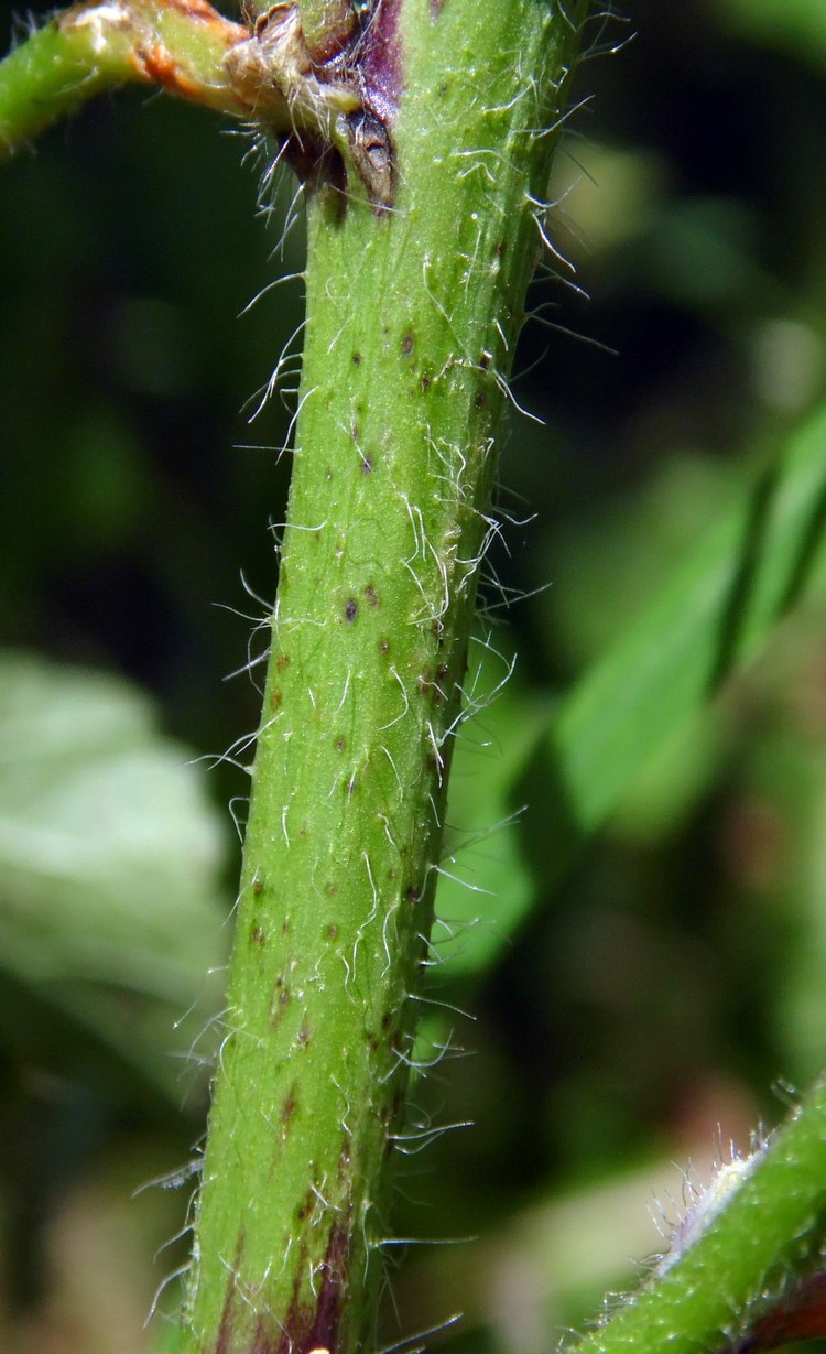 Изображение особи Malva sylvestris.