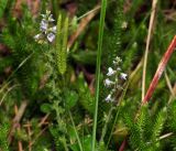 Veronica officinalis