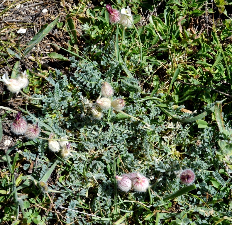 Изображение особи Astragalus karakuschensis.