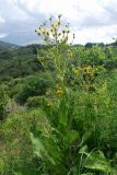 Inula macrophylla