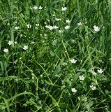 Cerastium davuricum