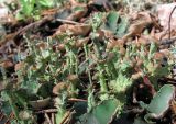 genus Cladonia. Подеции с апотециями. Архангельская обл., Вельский р-н, окр. пос. Усть-Шоноша, лес на бывшем карьере. 08.07.2011.