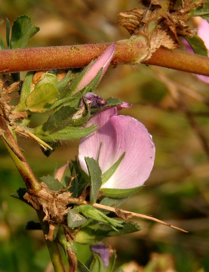 Изображение особи Ononis arvensis ssp. spinescens.