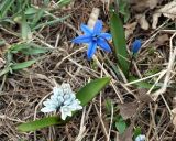 Scilla armena