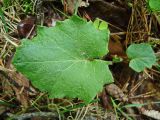 Tussilago farfara