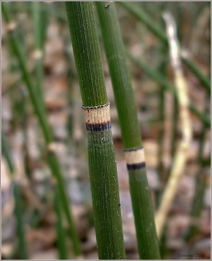 Изображение особи Equisetum hyemale.