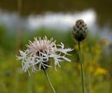 Centaurea scabiosa