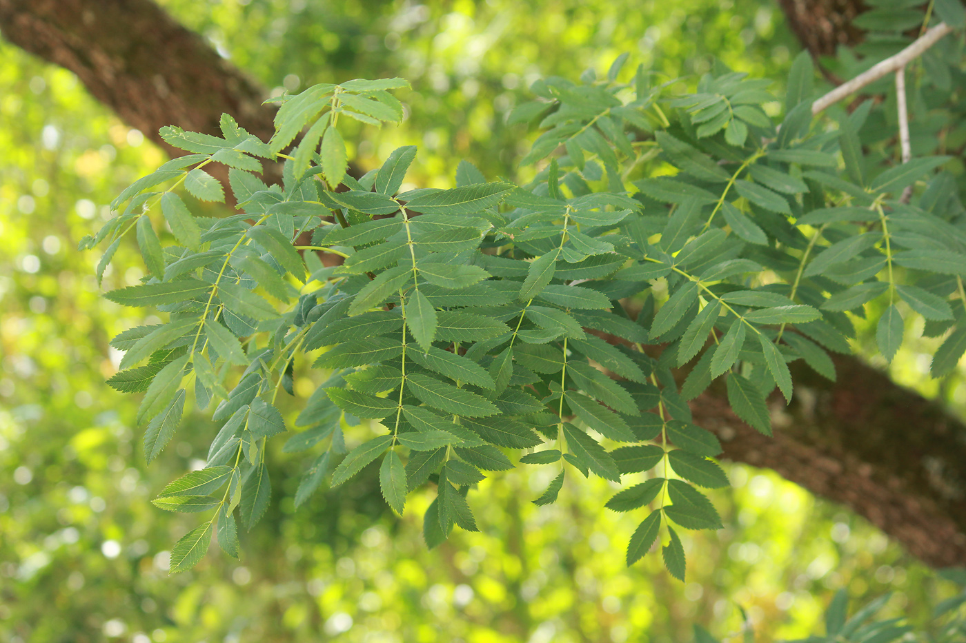 Изображение особи Sorbus domestica.