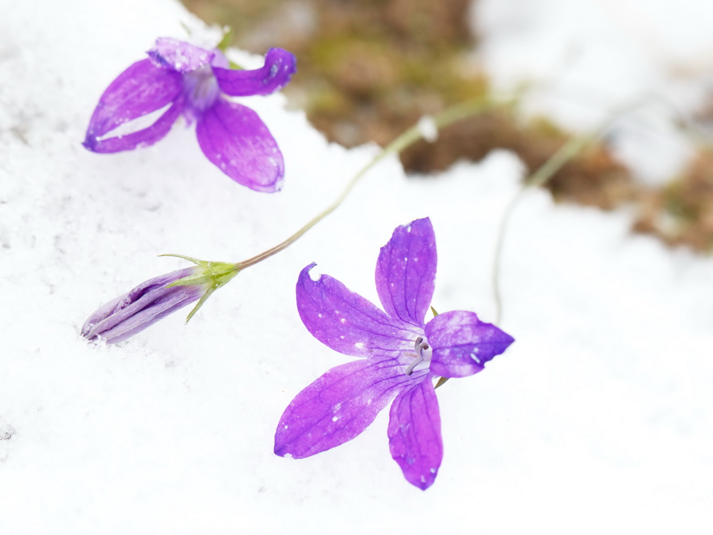 Изображение особи Campanula patula.