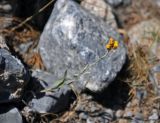 Helichrysum mussae