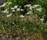 Ornithogalum umbellatum