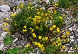 Helianthemum nummularium