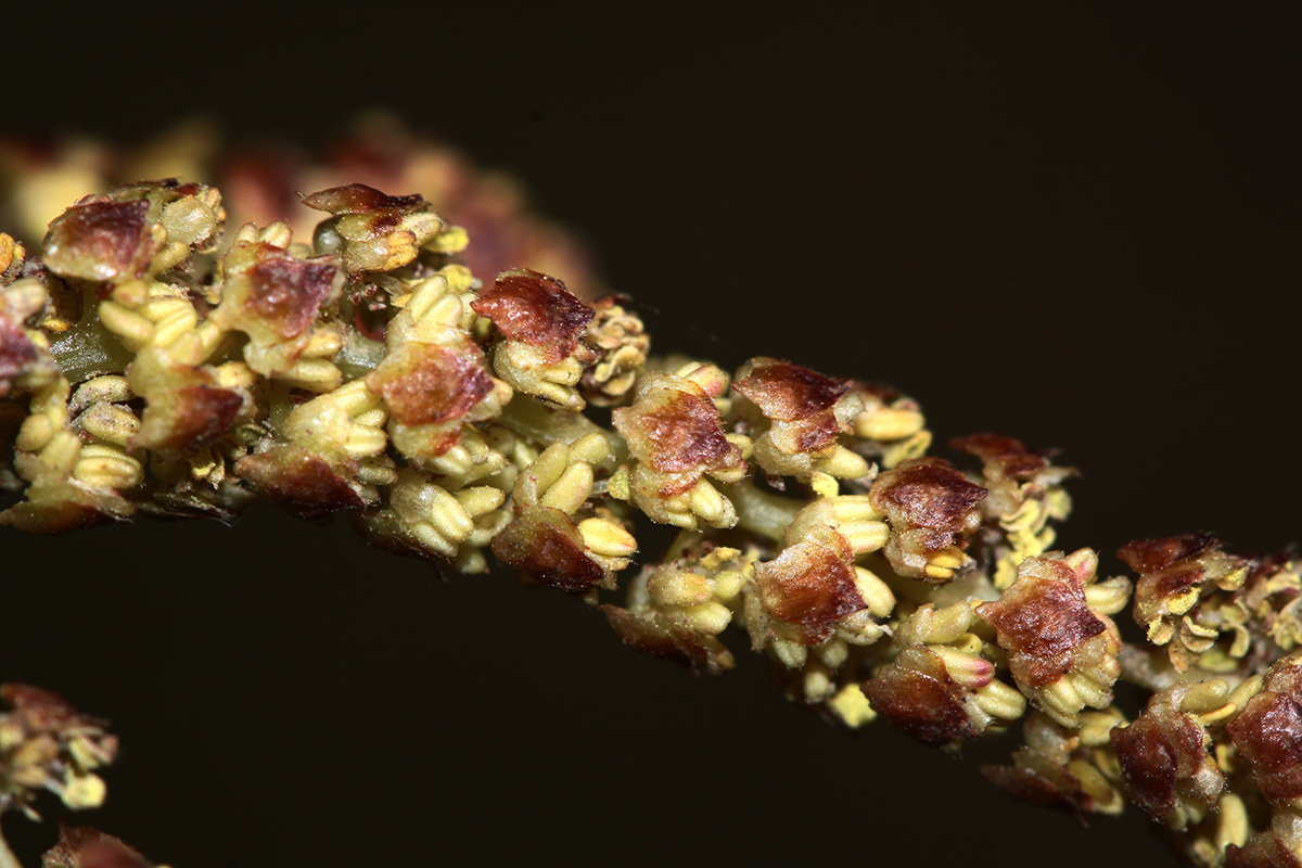 Изображение особи Betula platyphylla.