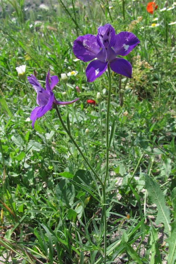 Изображение особи Delphinium paniculatum.