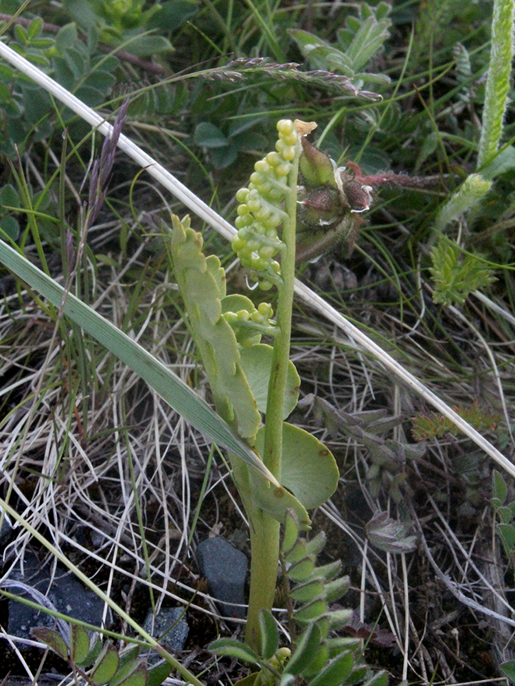 Изображение особи Botrychium lunaria.