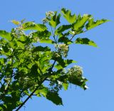 Acer tataricum