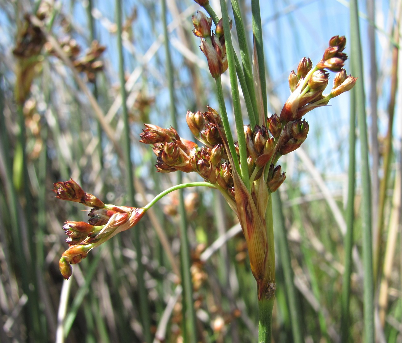 Изображение особи Juncus acutus.