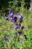 Aconitum baicalense. Часть соцветия с завязями (Aconitum czekanovskyi Steinb.). Иркутская обл., Иркутский р-н, окр. пос. Большое Голоустное, Сухое озеро. 18.08.2018.