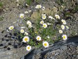 Leucanthemum vulgare