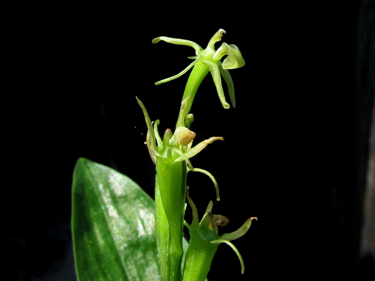 Image of Liparis kumokiri ssp. sajanensis specimen.