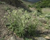 Cirsium echinus