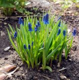 Muscari botryoides. Цветущие растения. Пермский край, г. Пермь, Мотовилихинский р-н, ул. Бульвар Гагарина, клумба у офисного здания. 20.04.2020.