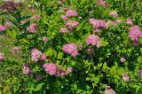 Spiraea japonica