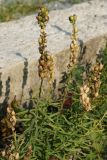 Linaria vulgaris. Верхушки плодоносящих побегов. Карелия, г. Медвежьегорск, Привокзальный сквер, на щебне близ площадки рядом с паровозом-памятником. 26.09.2020.