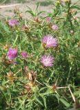 Centaurea calcitrapa