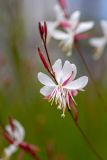 Gaura lindheimeri