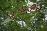 Viburnum lantana