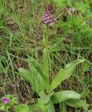 Orchis purpurea подвид caucasica. Цветущее растение на сухом склоне. Азербайджан, Исмаиллинский р-н, окр. с. Ивановка. 20.04.2010.